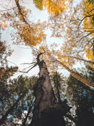 yellow leafed tree