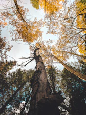 yellow leafed tree
