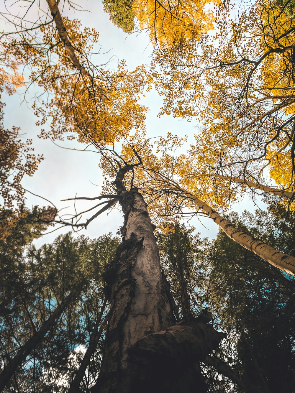 yellow leafed tree