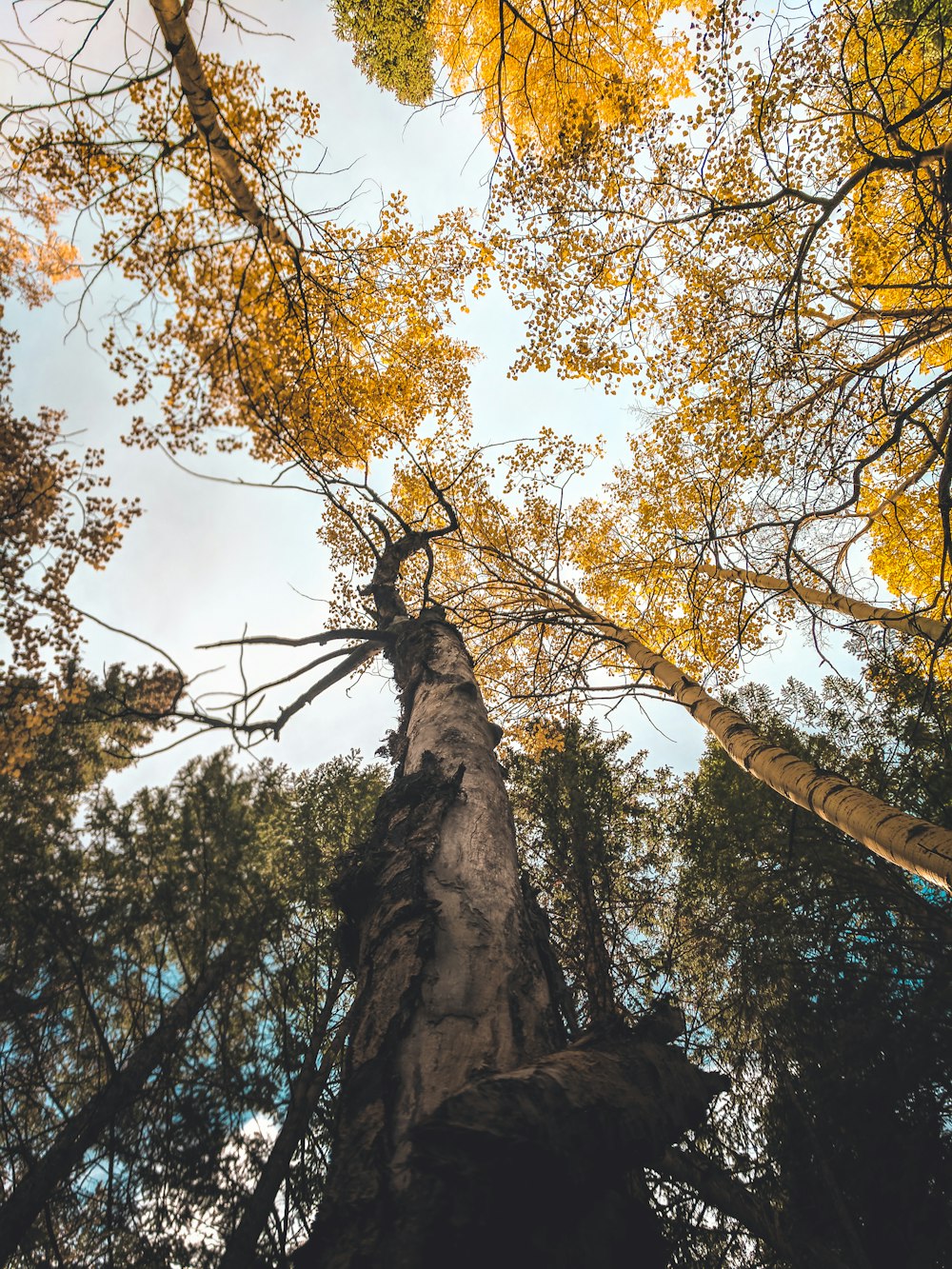 árbol de hojas amarillas