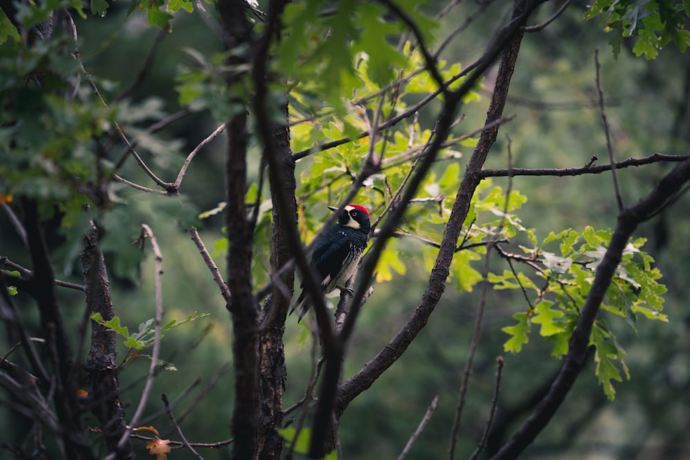 selective-focus photography of black and white bird on tree branch during daytime