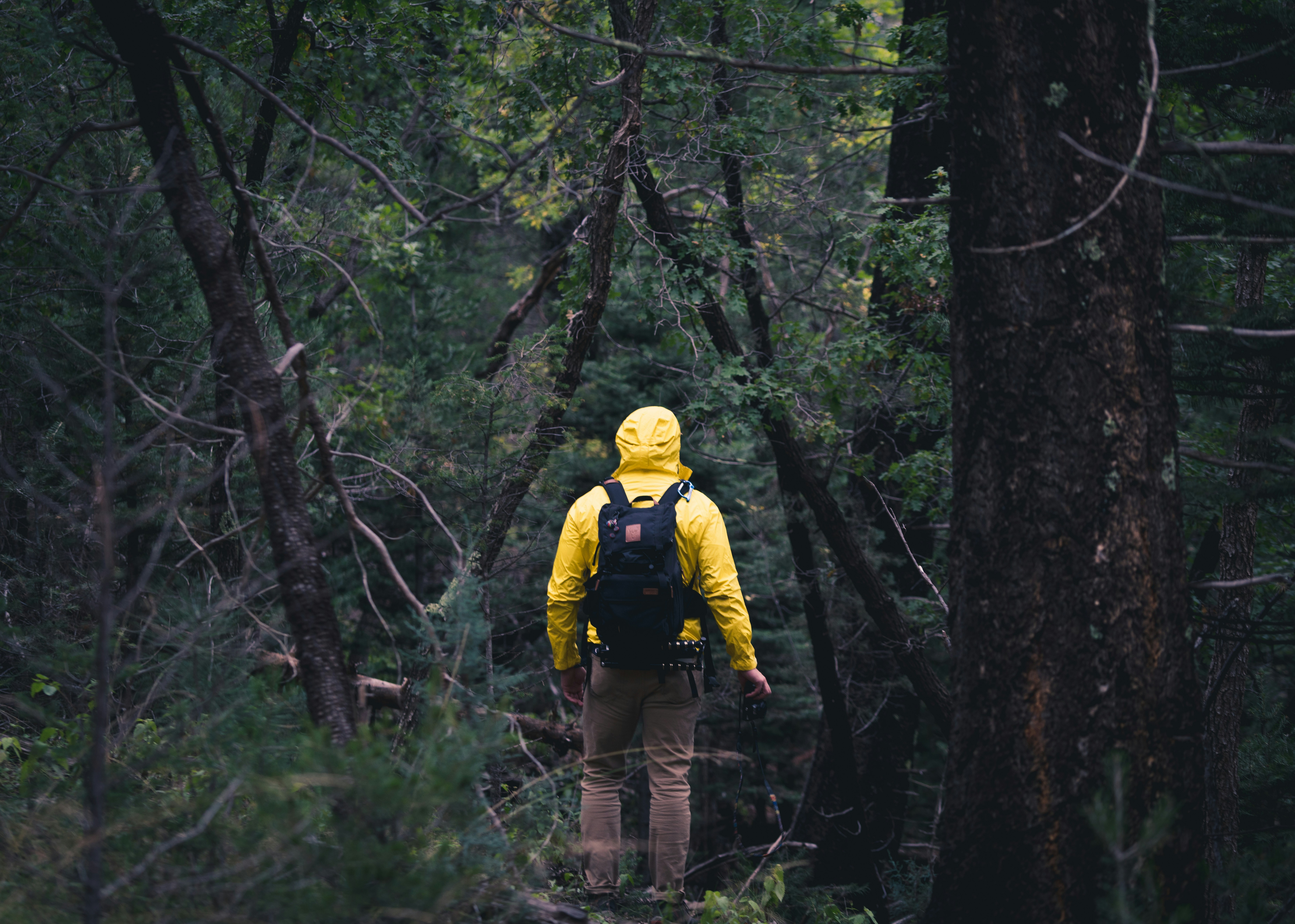 Person walking on forest