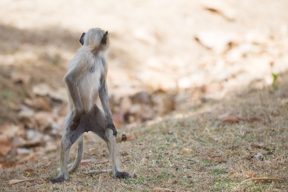 white and gray macaque on open field at daytime