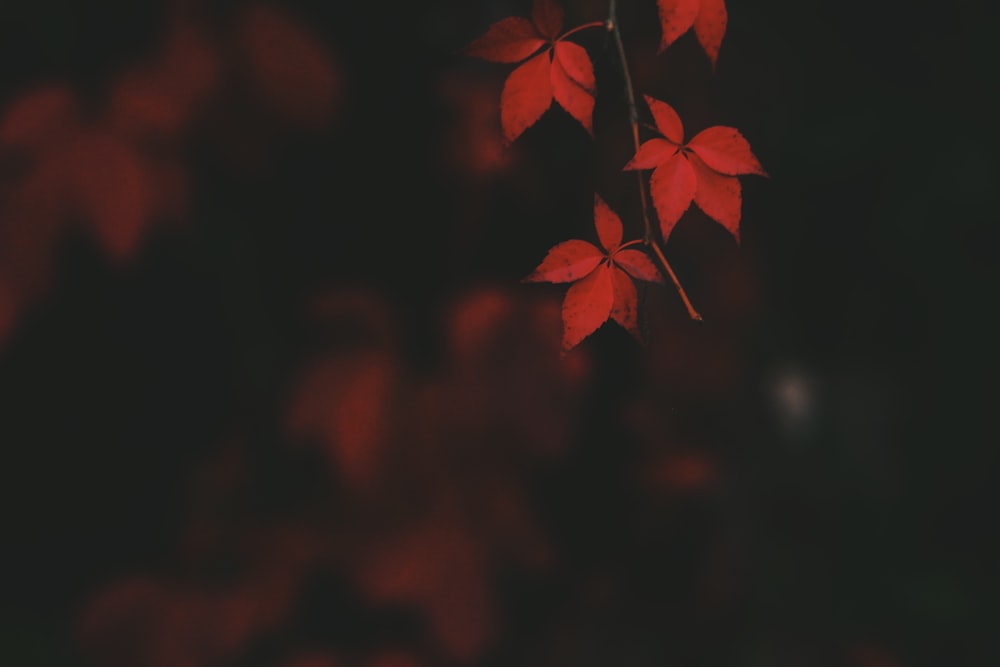 un ramo di un albero con le foglie rosse