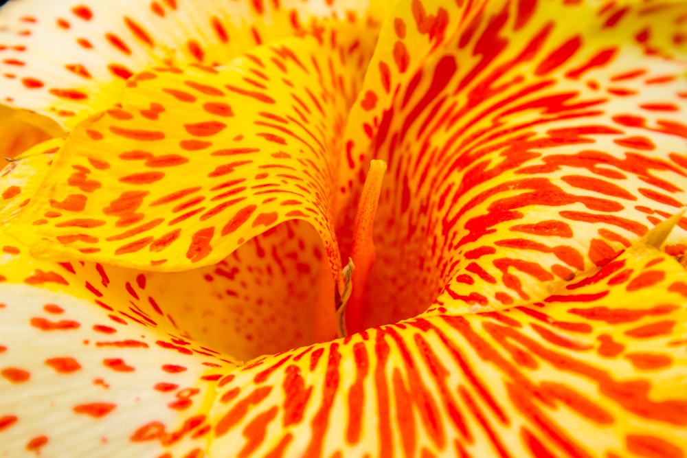 주황색과 노란색 꽃잎이 달린 꽃의 근접 촬영 사진