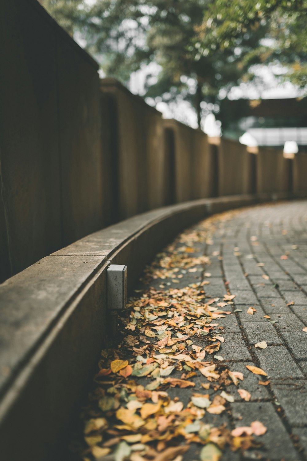 selective focus photo of brown leaves on concrete paving