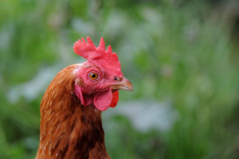 selective focus photography of brown rooster