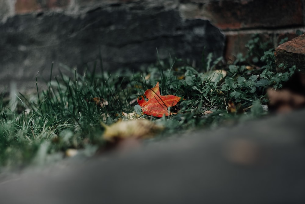 close up photo of green grass field