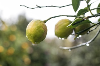 Close-up of ripe lemons hanging on a sunlit citrus tree branch with dewdrops.