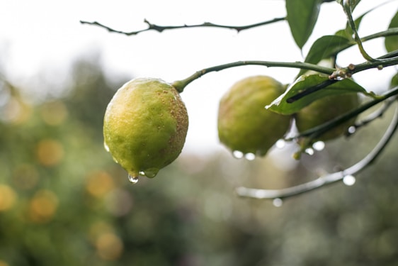 Close-up of ripe lemons hanging on a sunlit citrus tree branch with dewdrops.