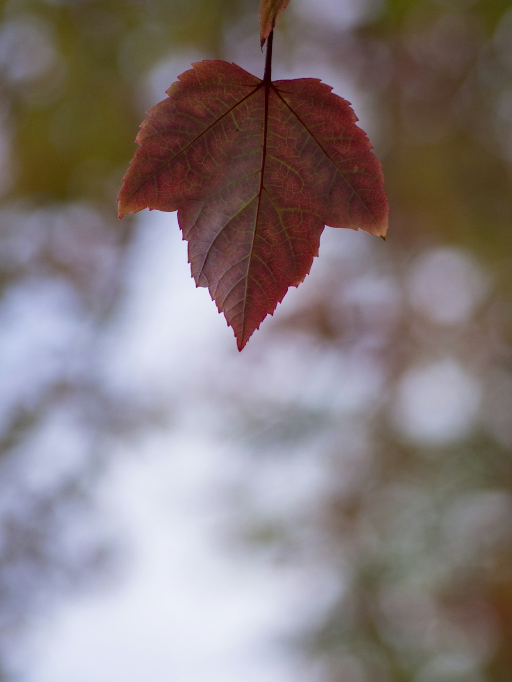 red maple leaf