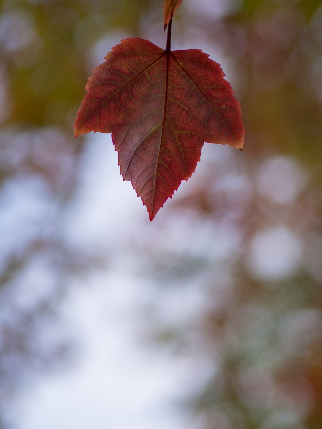 red maple leaf