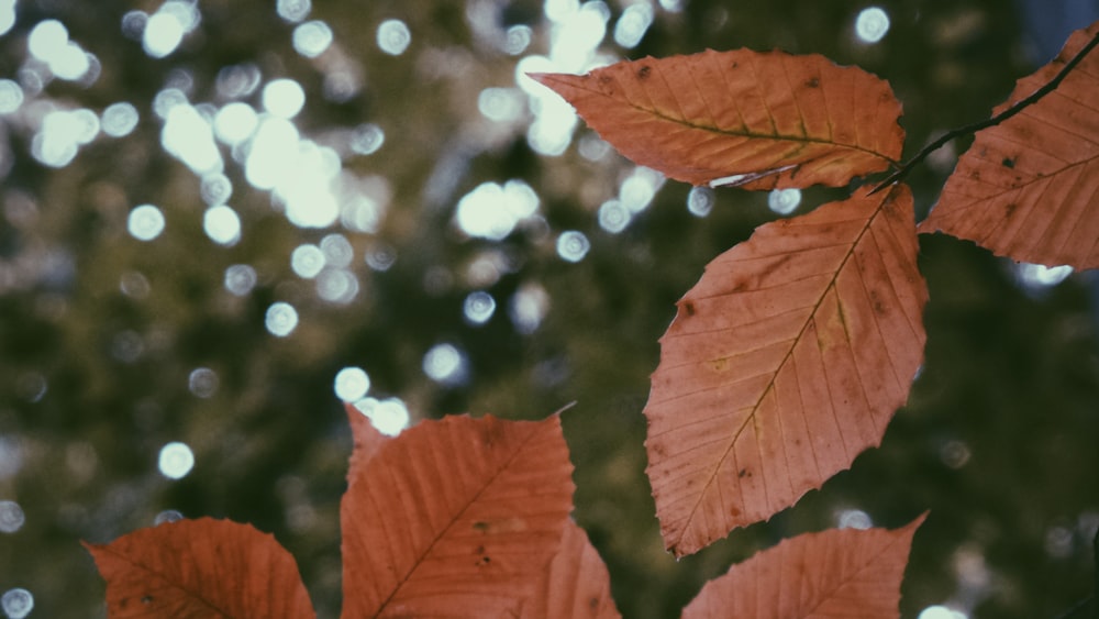 un primo piano di una foglia su un albero