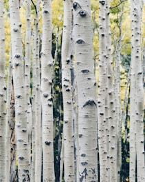 landscape photo of gray tree
