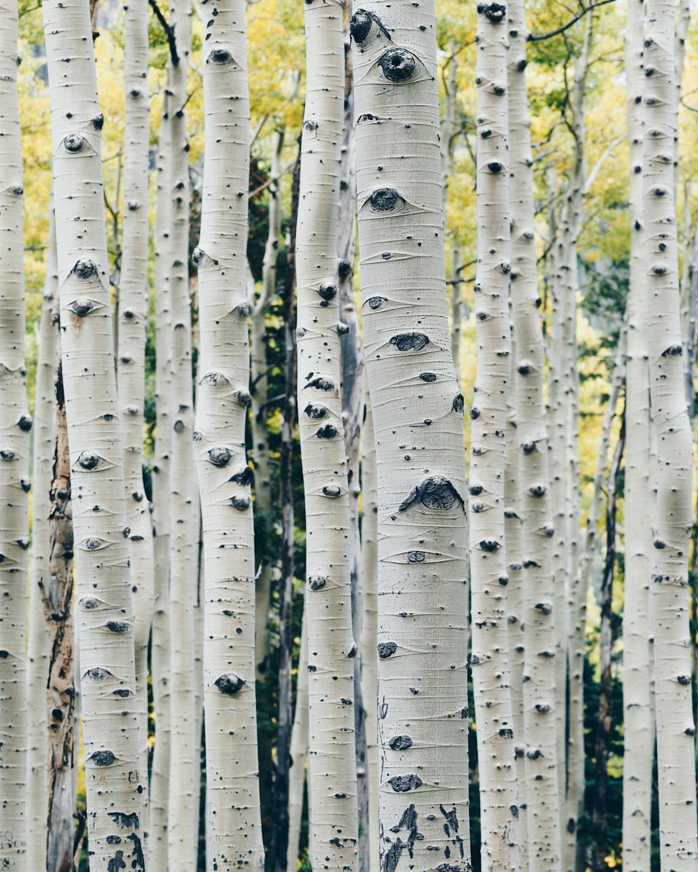foto di paesaggio di albero grigio