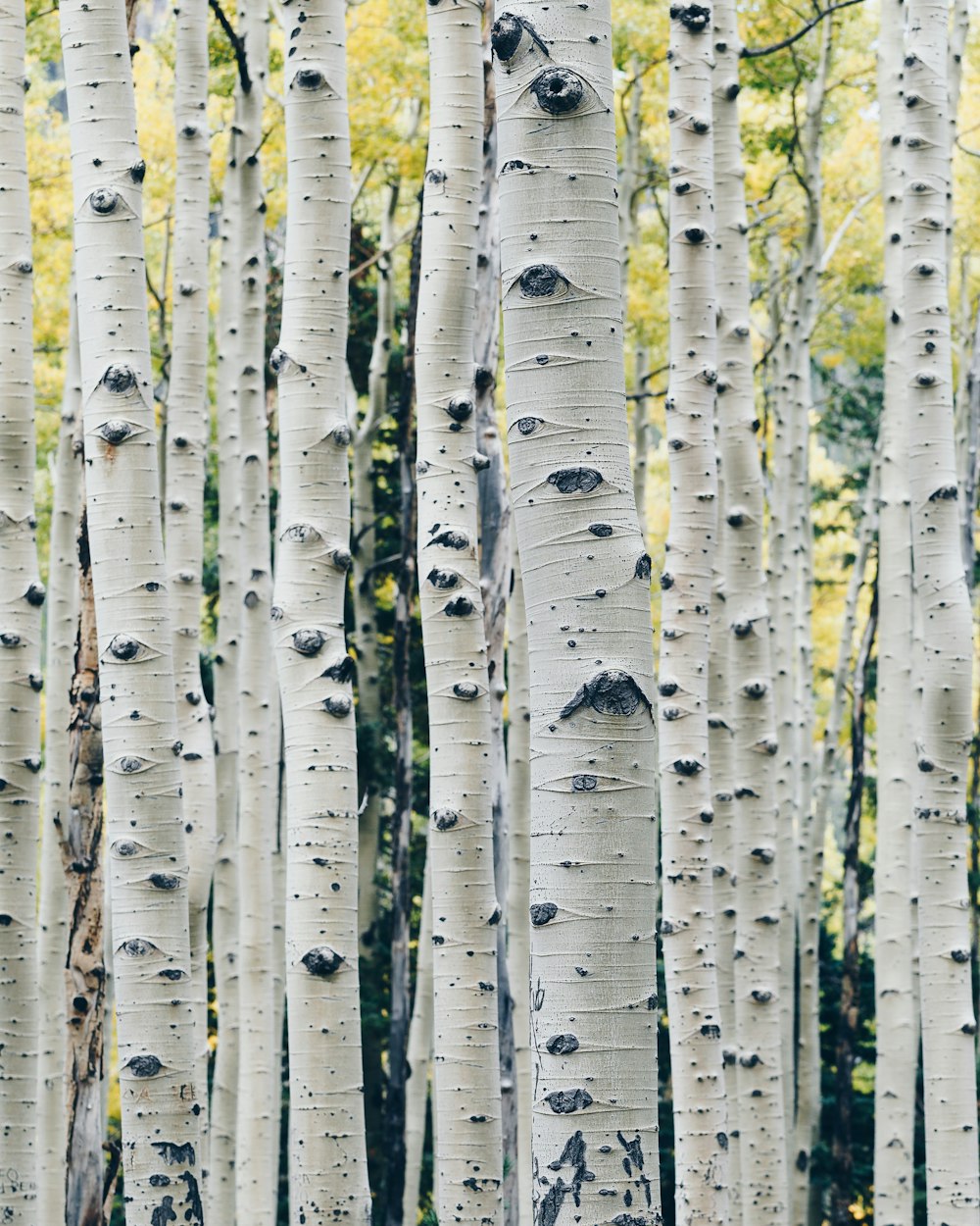 photo de paysage d’arbre gris