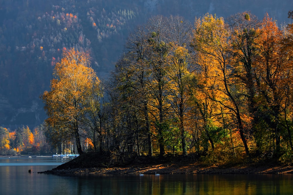 green-leafed trees near body of water