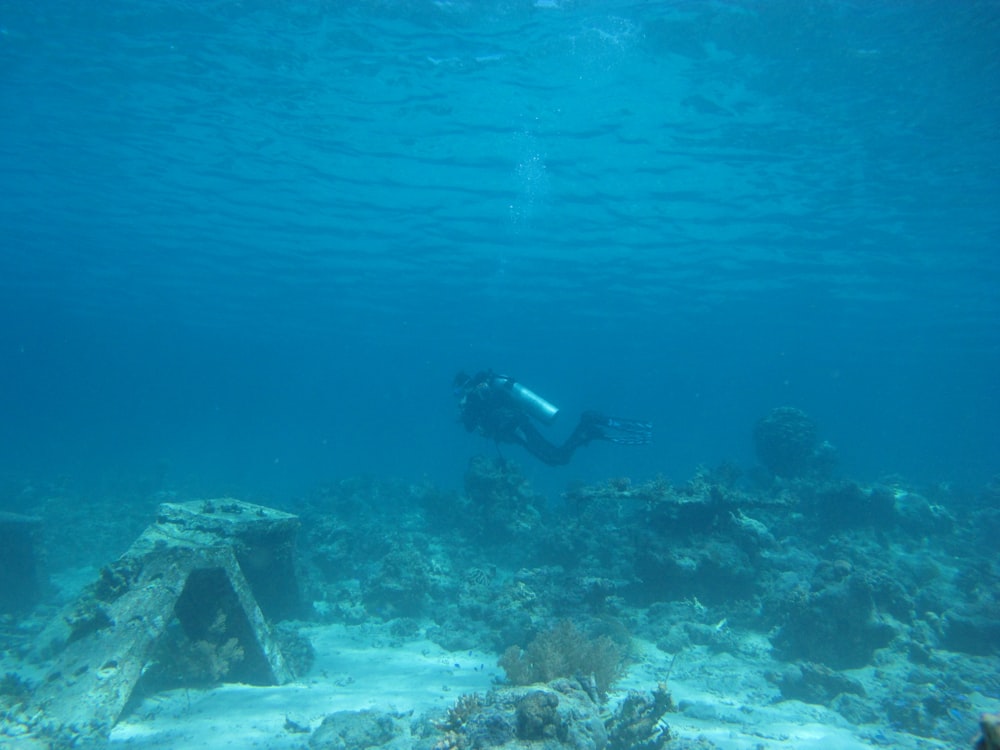 person scuba diving in the ocean
