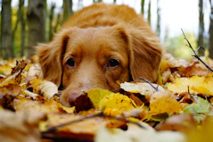 medium-coated brown lying on leaves