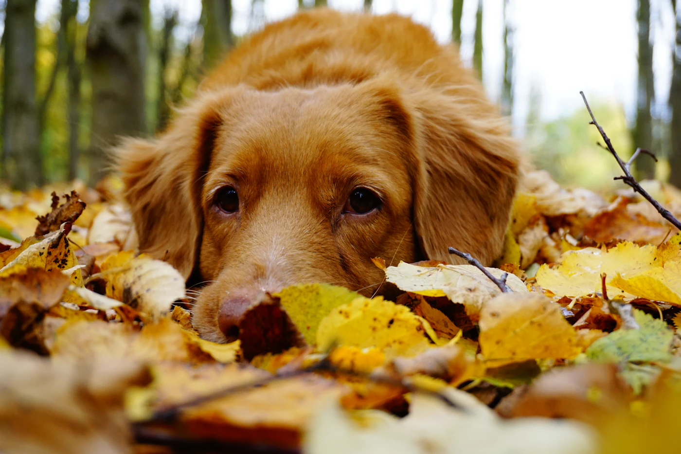Een roodblonde hond ligt in een bed van gele herfstbladeren en kijkt op.