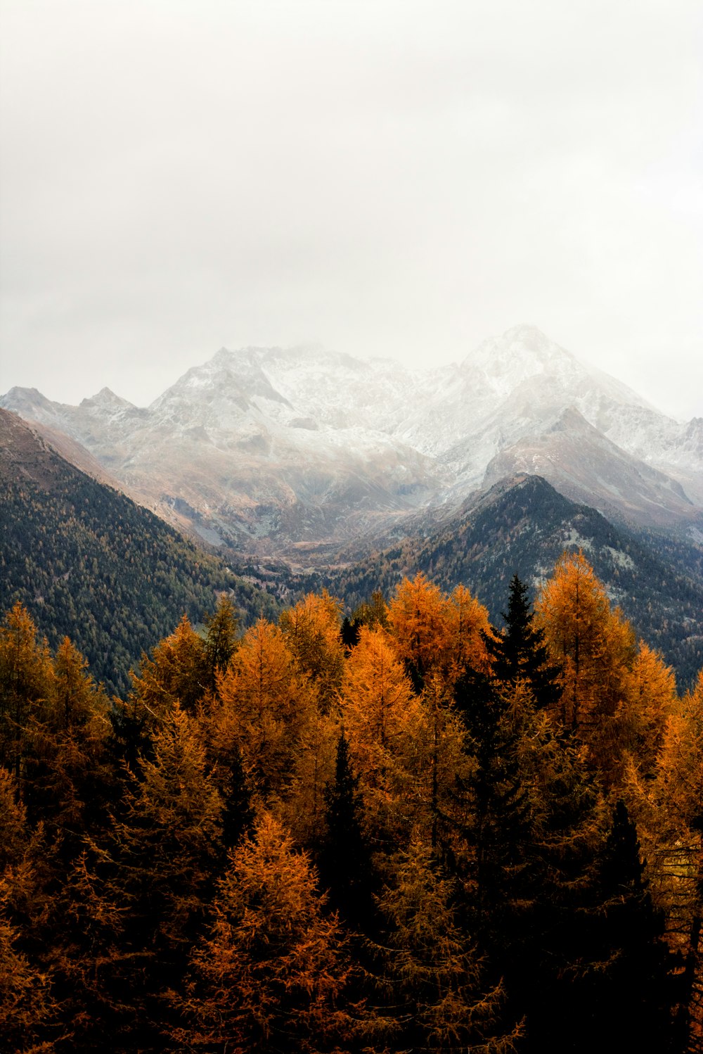 bare tress and mountain