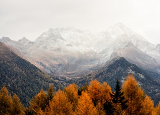 bare tress and mountain