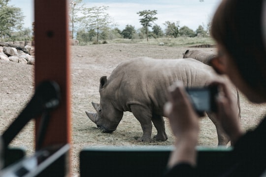 person inside vehicle capturing grey rhinoceros on ground during daytime in WILDLANDS Adventure Zoo Emmen Netherlands