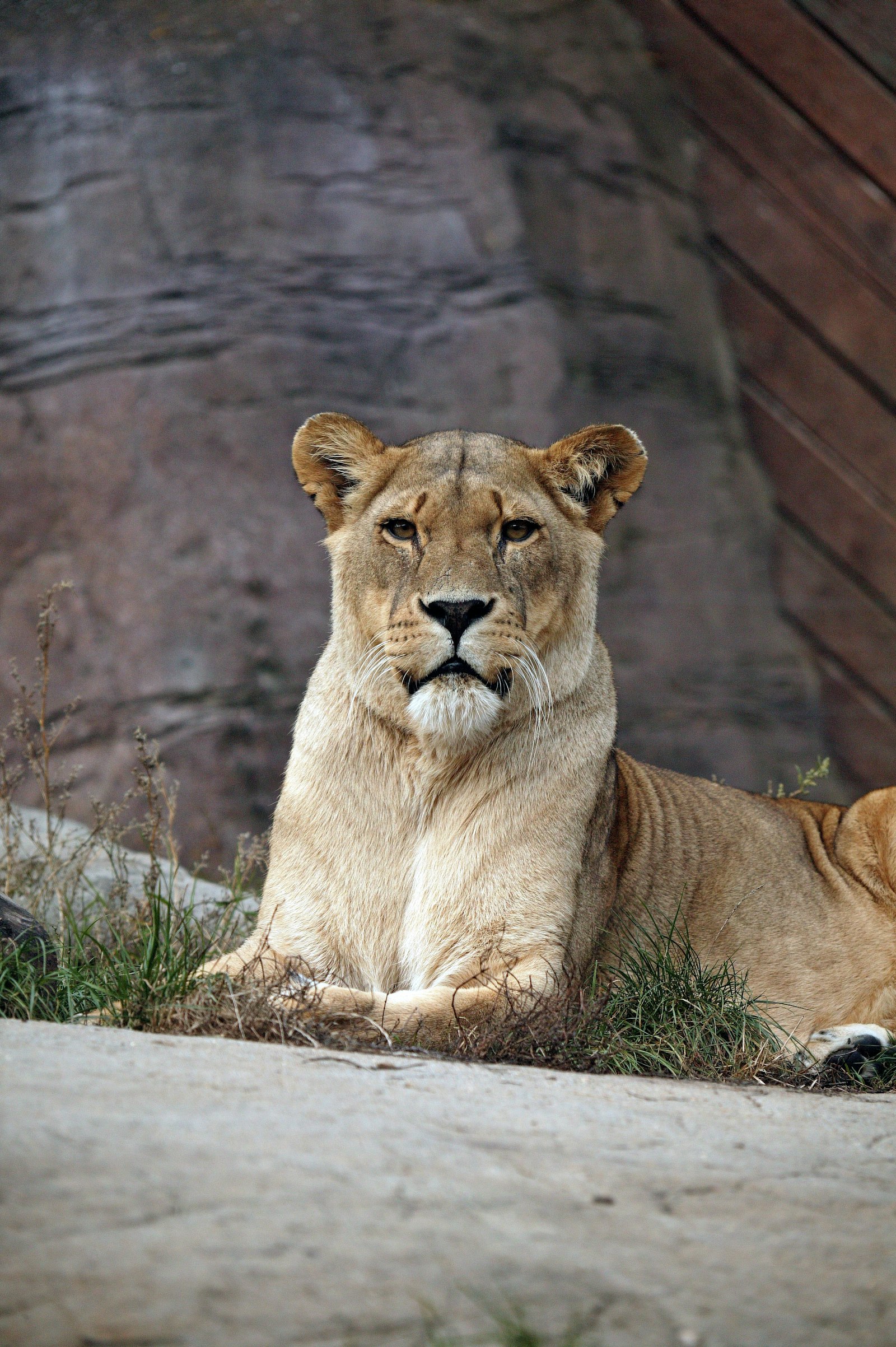 Canon EOS-1Ds sample photo. Lioness on pavement photography