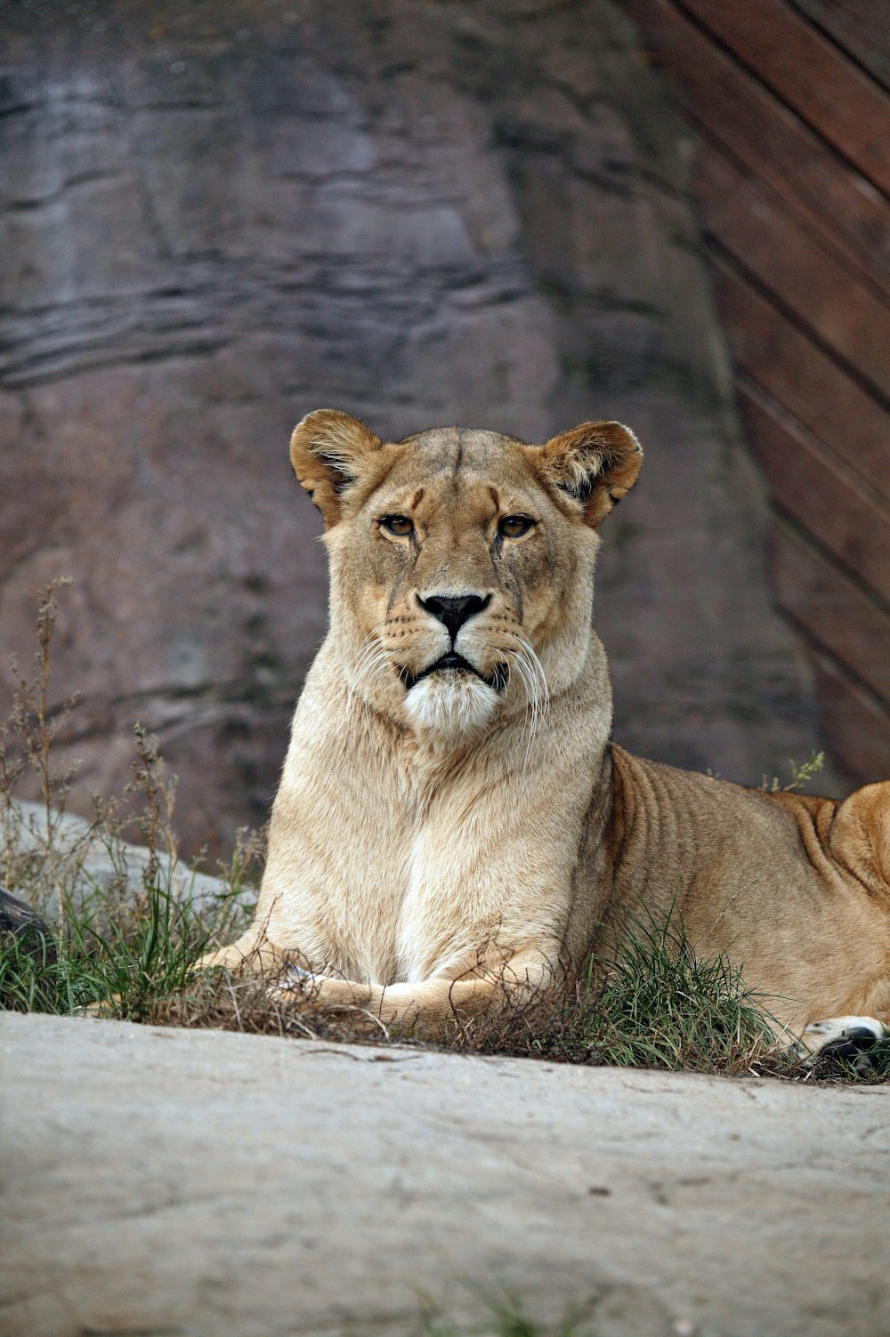 lioness on pavement