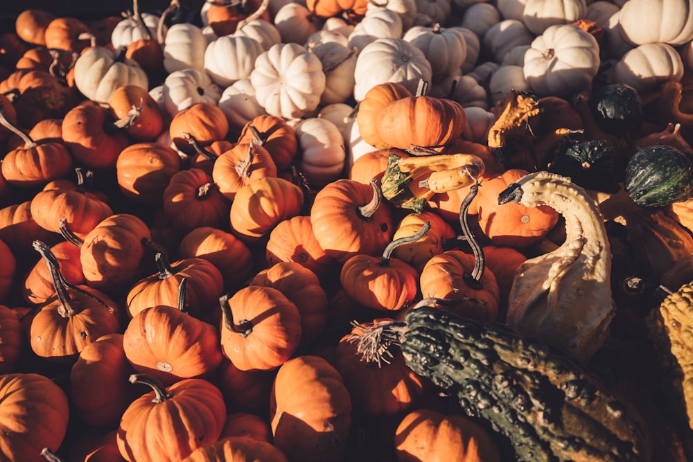 squash and gourd lot