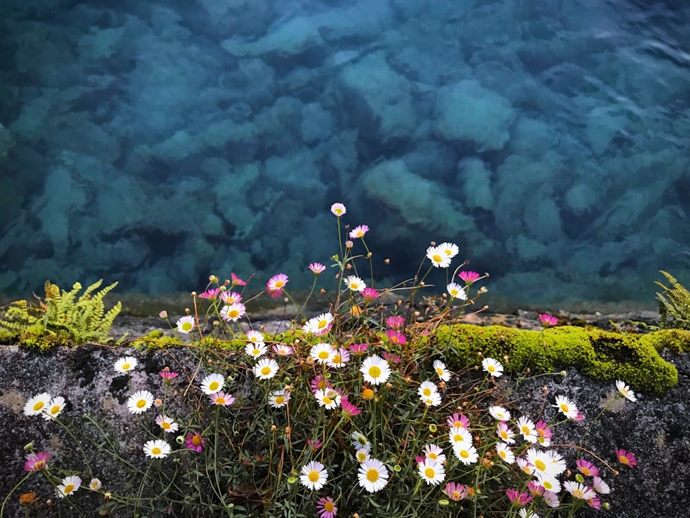 Flores brancas de pétalas perto do mar