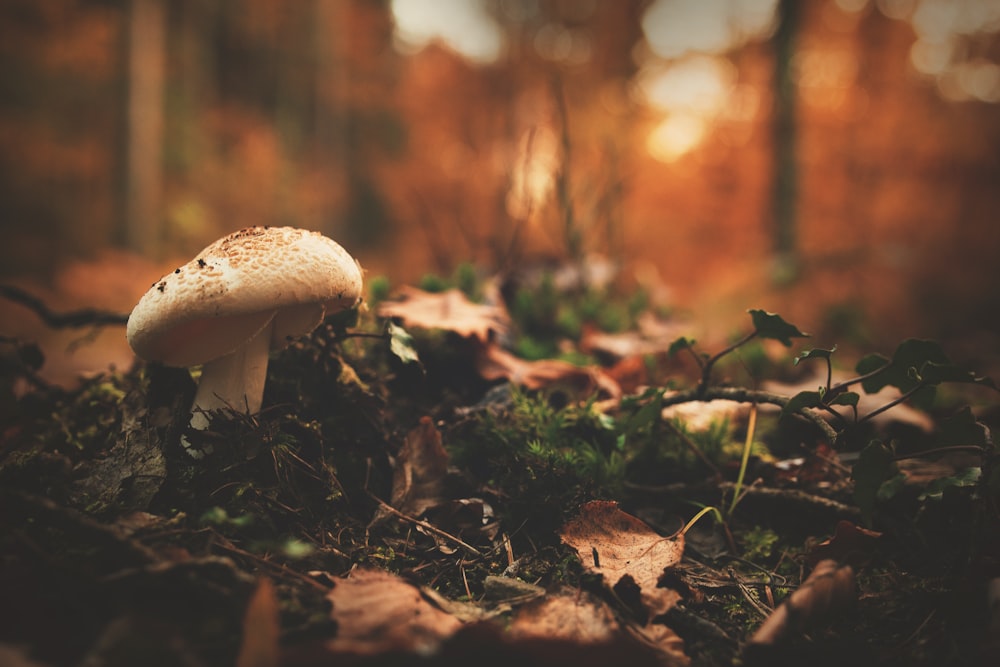 white mushroom near green grass closeup photography