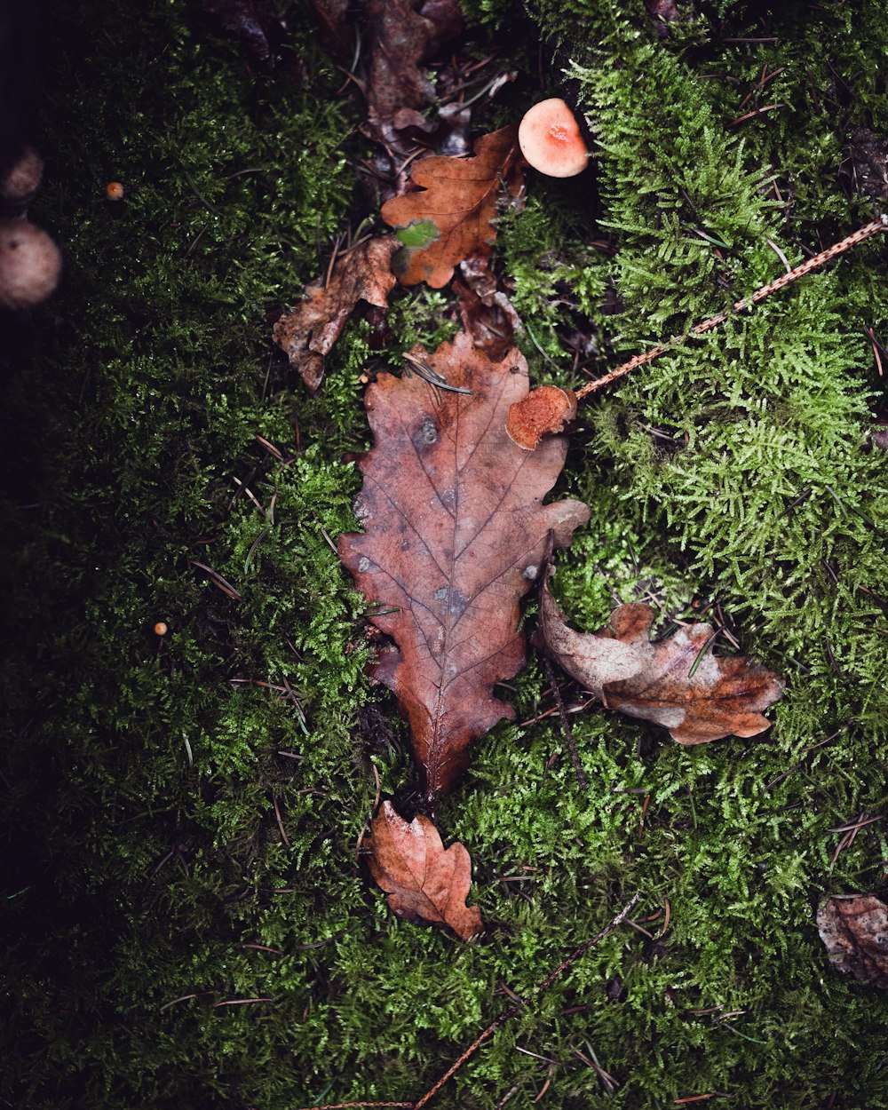 brown leaves on green grass field