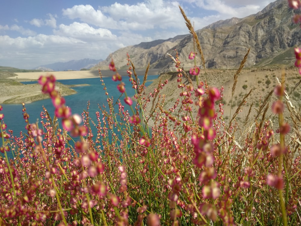 Foto de enfoque de flores de pétalos rojos cerca del cuerpo de agua bajo el cielo nublado durante el día