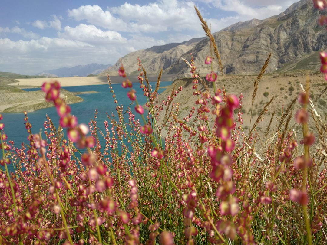 photo of Mazandaran Province Tundra near Damavand Mountain