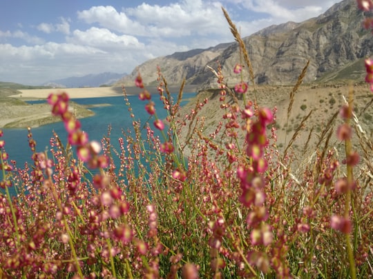 focus photo of red petaled flowers near body of water under cloudy sky during daytime in Mazandaran Province Iran