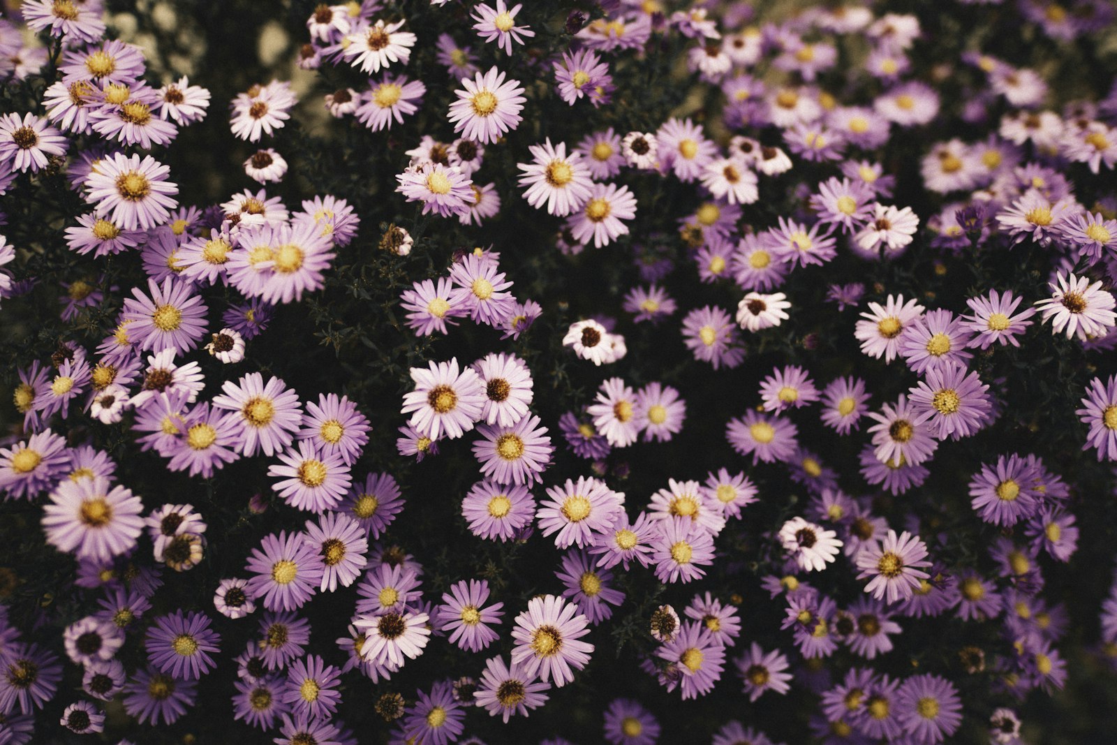 Sigma 20mm F1.4 DG HSM Art sample photo. Purple flower photography