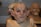 A detailed, lifelike mask of a grotesque fantasy creature with pointed ears and prominent facial features is prominently displayed. The mask appears to be part of a collection, with similar masks in the background showcasing varying expressions and styles.