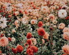 red and white flowers