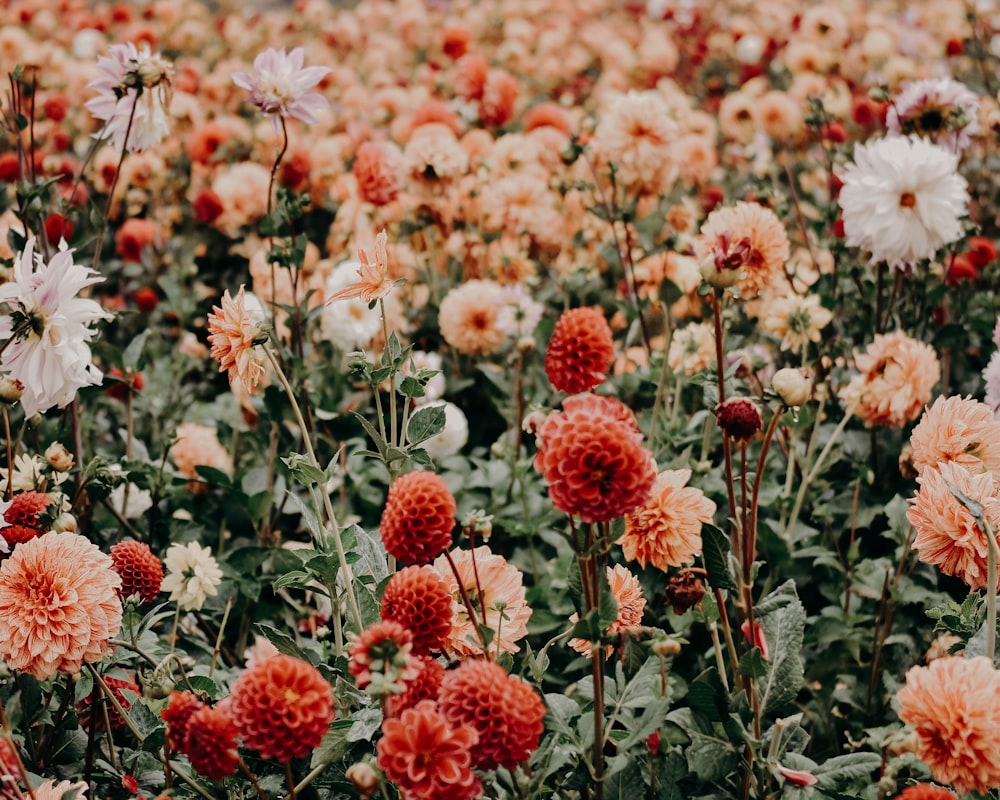 flores vermelhas e brancas