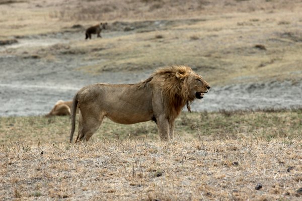 A lion on the open plain — Ngorongoro Crater, Tanzania