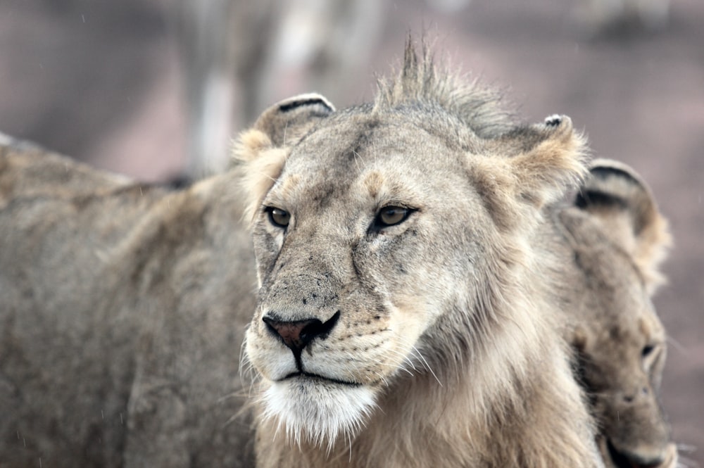 灰色と茶色のライオンの顔