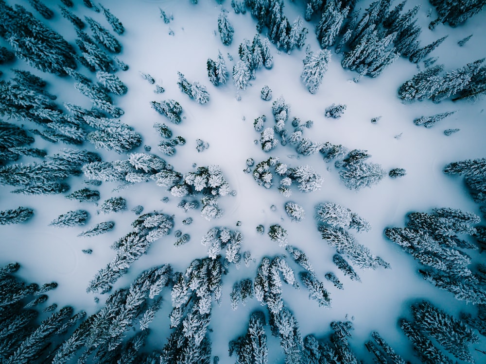 Vista aérea de pinos cubiertos de nieve