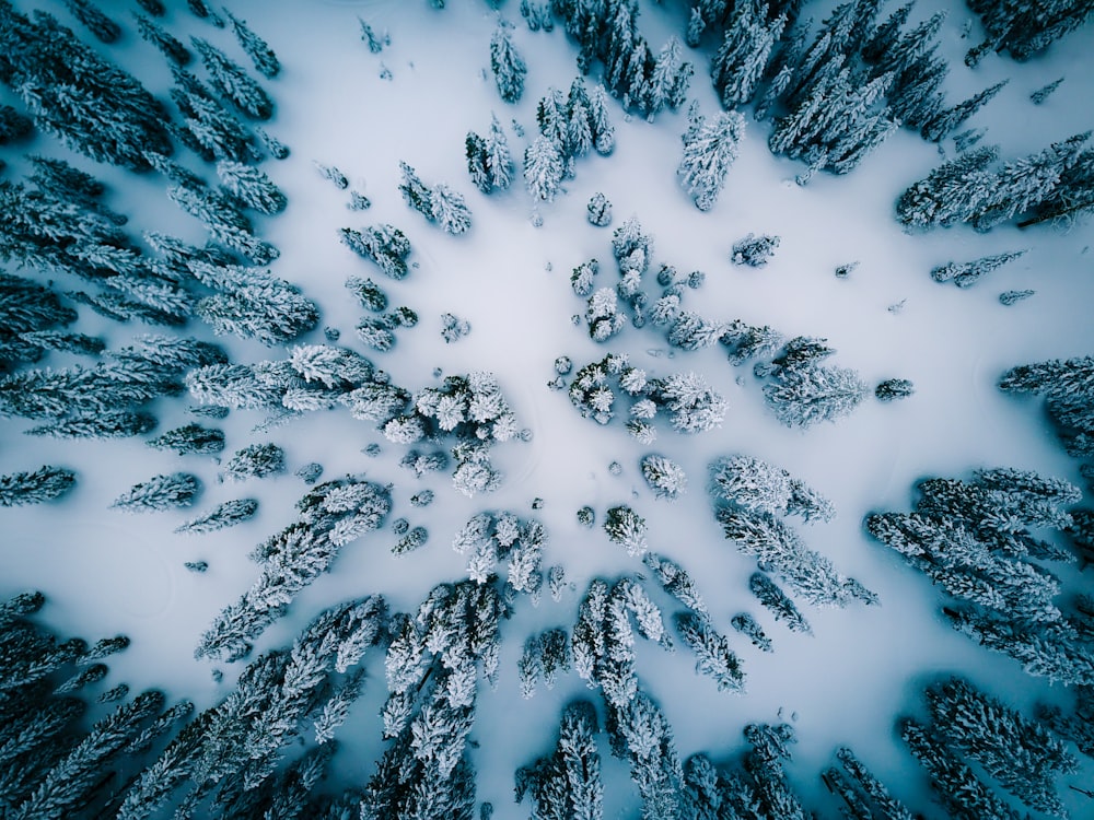 aerial view of snow covered pine trees