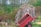 A large tree stump is surrounded by dense green foliage and undergrowth. On top of the stump, there is a pile of dried grass or straw. A red metal wheelbarrow is tipped forward, resting against the stump. The setting appears to be a natural, wooded area.