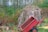 A large tree stump is surrounded by dense green foliage and undergrowth. On top of the stump, there is a pile of dried grass or straw. A red metal wheelbarrow is tipped forward, resting against the stump. The setting appears to be a natural, wooded area.
