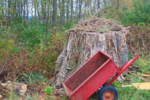 A large tree stump is surrounded by dense green foliage and undergrowth. On top of the stump, there is a pile of dried grass or straw. A red metal wheelbarrow is tipped forward, resting against the stump. The setting appears to be a natural, wooded area.