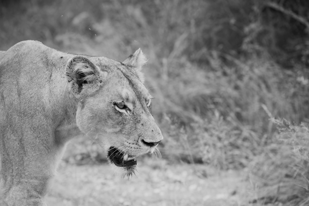 grayscale photography of tiger