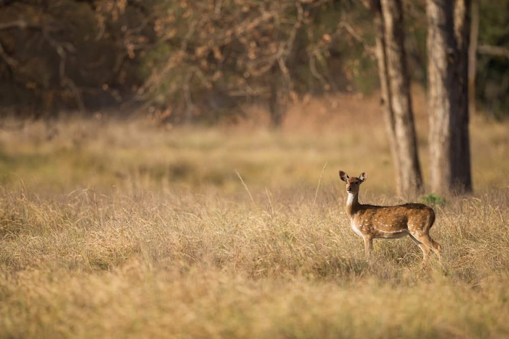 selective focus photography of brown deer