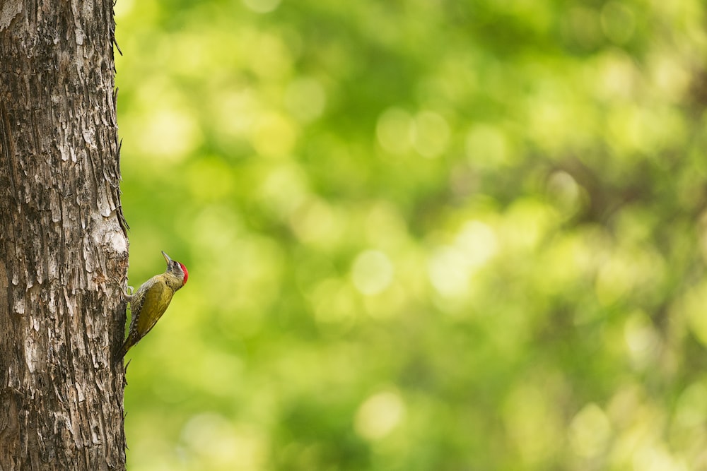 brown bird on tree trunk